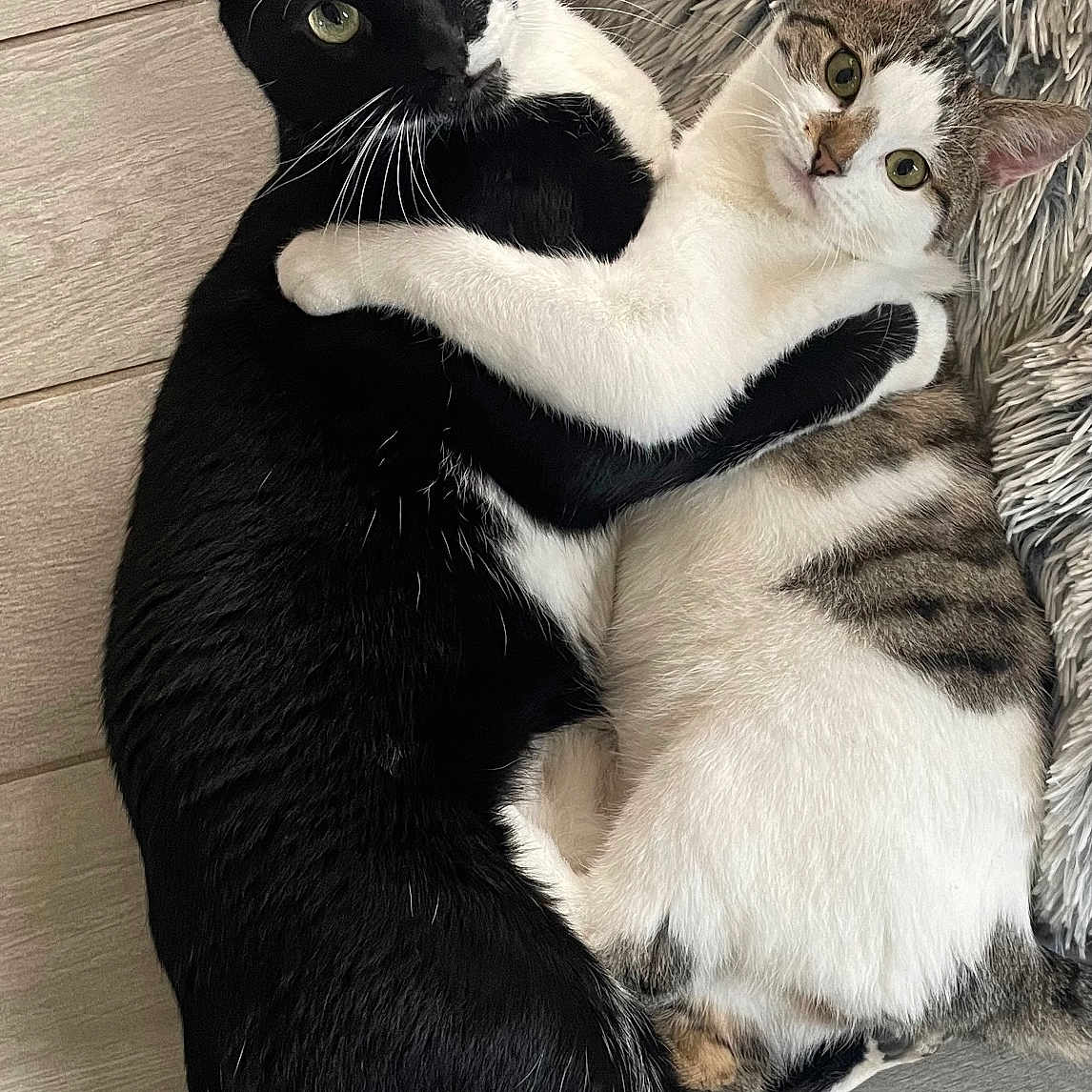 Aprile Et Vini participe au concours pour gagner de l'argent avec cette photo : animal, black_cat, cat, cats, companions, cozy, curious_eyes, cute, embrace, feline, floor, fluffy_rug, fur, hugging, indoor, laying, pets, tabby_cat, whiskers, white_cat