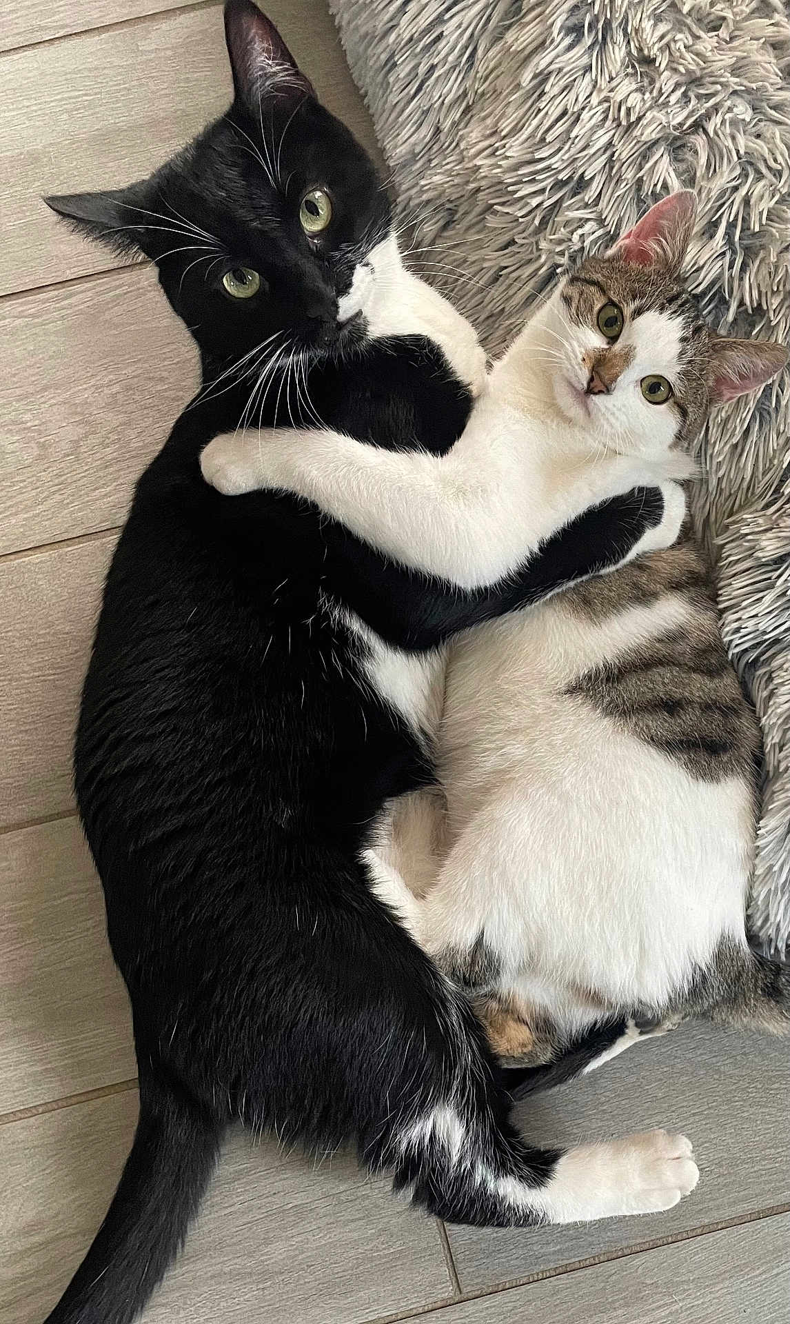 Aprile Et Vini participe au concours pour gagner de l'argent avec cette photo : cat, cats, black_cat, white_cat, tabby_cat, hugging, embrace, pets, cute, feline, fur, whiskers, floor, indoor, animal, companions, laying, cozy, curious_eyes, fluffy_rug