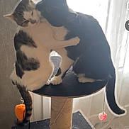 Aprile Et Vini a rejoint le concours — aidez-le/la à gagner de superbes lots ! cat, cats, cat_tree, black_and_white_cat, white_cat, feline, pets, indoor, curtain, cuddling, affection, animal, paw, tail, furniture, window, sunlight, cozy, domestic, friendship