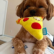 Abby is registered to the contest to win money with this photo: dog, toy, plush_toy, pizza_slice, brown_dog, indoor, pet, cute, furry, animal, paws, close_up, looking_at_camera, soft_light, background_blur, small_dog, adorable, playful, domestic_animal, pet_toy