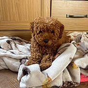Cherry joined the competition — help win amazing prizes! dog, puppy, curly_hair, brown, blanket, wooden_floor, wooden_cabinet, indoor, pet, cute, fur, lying_down, cozy, home, animal, small_dog, adorable, resting, soft, comfort