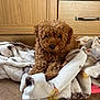 dog, puppy, curly_hair, brown, blanket, wooden_floor, wooden_cabinet, indoor, pet, cute, fur, lying_down, cozy, home, animal, small_dog, adorable, resting, soft, comfort