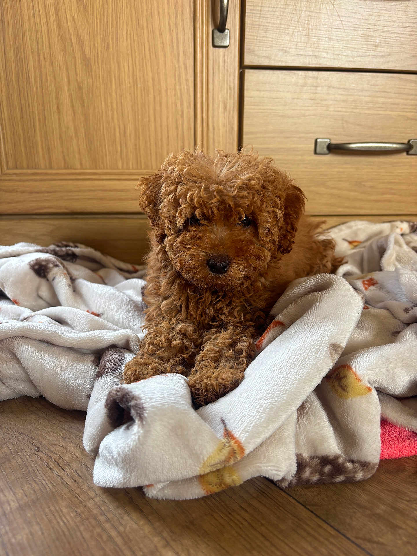 Cherry joined the competition — help win amazing prizes! dog, puppy, curly_hair, brown, blanket, wooden_floor, wooden_cabinet, indoor, pet, cute, fur, lying_down, cozy, home, animal, small_dog, adorable, resting, soft, comfort