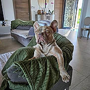 Vao participe au concours pour gagner de l'argent avec cette photo : animal, blanket, brown_and_white, chair, dog, french_bulldog, green_blanket, home_decor, indoor, large_ears, living_room, lounging, mirror, open_door, paws, pet, short_coat, sitting, sofa, wrinkles