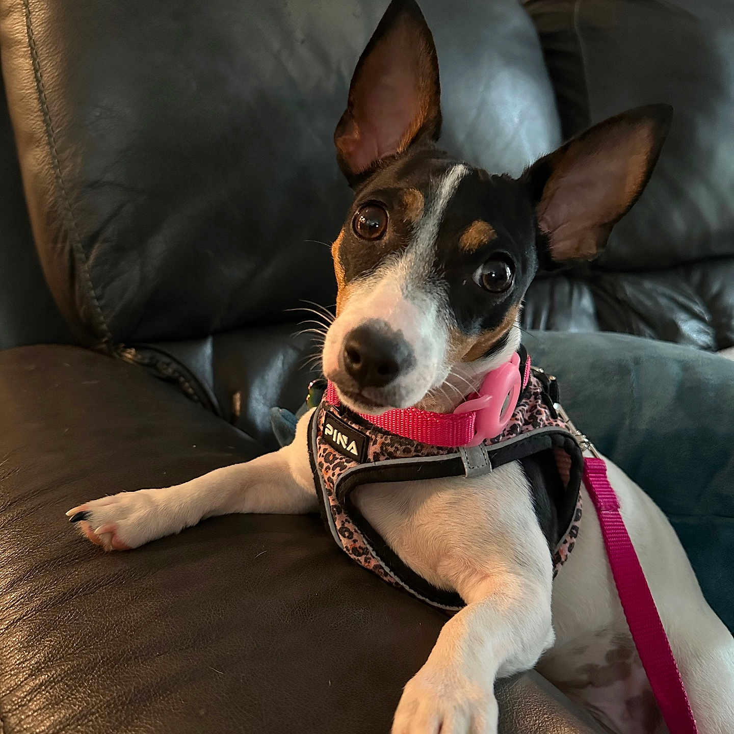 Mabel Lucia joined the competition — help win amazing prizes! accessories, animal, canine, couch, cushion, document, dog, furniture, homedecor, hound, pet, photoframe, puppy, racket, receipt, sport, strap, tennis, tennisracket, text