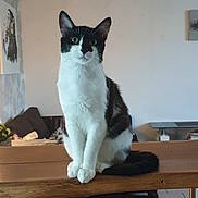 Tomy a rejoint le concours — aidez-le/la à gagner de superbes lots ! cat, black_and_white, sitting, table, wooden_table, indoor, living_room, furniture, curious, pet, animal, green_eyes, portrait, domestic_cat, whiskers, floor, couch, plant, painting, relaxed
