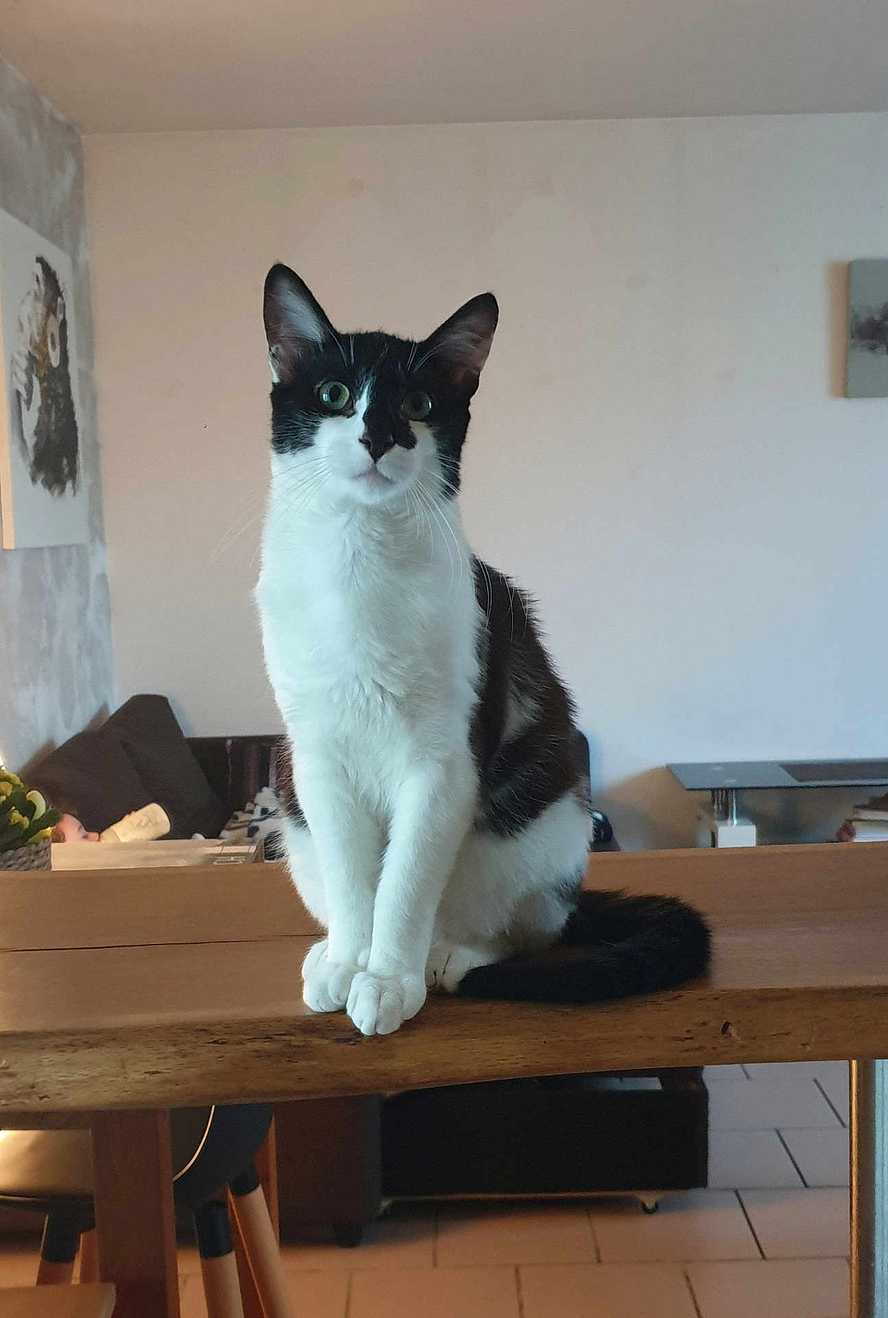 Tomy a rejoint le concours — aidez-le/la à gagner de superbes lots ! cat, black_and_white, sitting, table, wooden_table, indoor, living_room, furniture, curious, pet, animal, green_eyes, portrait, domestic_cat, whiskers, floor, couch, plant, painting, relaxed