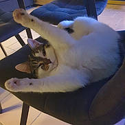 Vanille a rejoint le concours — aidez-le/la à gagner de superbes lots ! cat, pet, animal, white_fur, tabby_markings, pink_nose, green_eyes, lying_down, upside_down, stretching, relaxed, chair, indoor, home, furniture, tiled_floor, portrait, close_up, playful, funny_pose