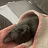 Ruby joined the competition — help win amazing prizes! animal, blanket, cat, comfort, couch, cozy, cute, fur, gray, home, indoor, kitten, nap, pet, pink, relaxation, resting, sleeping, soft, towel