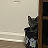 Ruby joined the competition — help win amazing prizes! animal, black_bucket, bucket, cat, container, corner, curious, cute, decor, ghost_stickers, gray_cat, halloween, home, indoor, peeking, pet, small_space, wall, wooden_floor, wooden_shelf