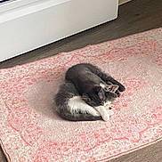 Ruby is registered to the contest to win money with this photo: animal, appliance, cat, cozy, curled_up, domestic, floor, gray_fur, home, indoor, patterned_rug, peaceful, pet, pink_rug, quiet, resting, rug, sleeping, white_fur, wooden_floor