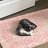 animal, appliance, cat, cozy, curled_up, domestic, floor, gray_fur, home, indoor, patterned_rug, peaceful, pet, pink_rug, quiet, resting, rug, sleeping, white_fur, wooden_floor