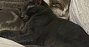 Ruby is registered to the contest to win money with this photo: animal, cat, companionship, couch, cozy, cute, domestic, feline, fur, grey_cat, indoor, peaceful, pet, quiet, relaxed, resting, sleeping, snuggle, soft, tabby_cat