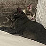 animal, cat, companionship, couch, cozy, cute, domestic, feline, fur, grey_cat, indoor, peaceful, pet, quiet, relaxed, resting, sleeping, snuggle, soft, tabby_cat