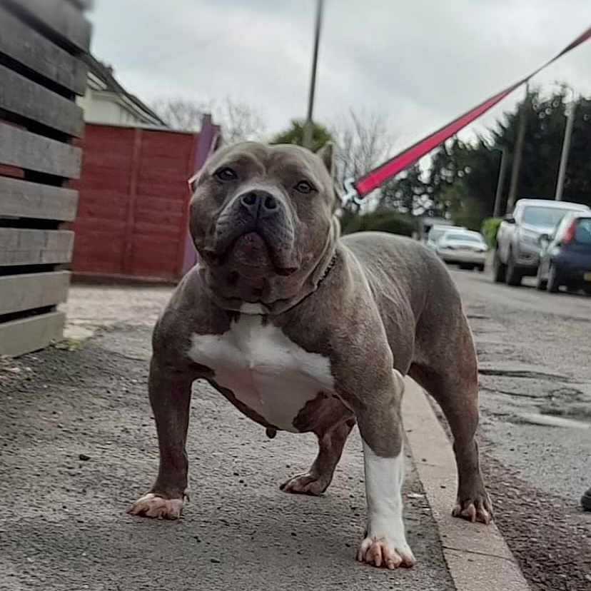 Rodeo joined the competition — help win amazing prizes! animal, boxer, bulldog, canine, car, city, dog, frenchbulldog, machine, pet, pitbull, puppy, road, snout, spoke, street, transportation, urban, vehicle, wheel
