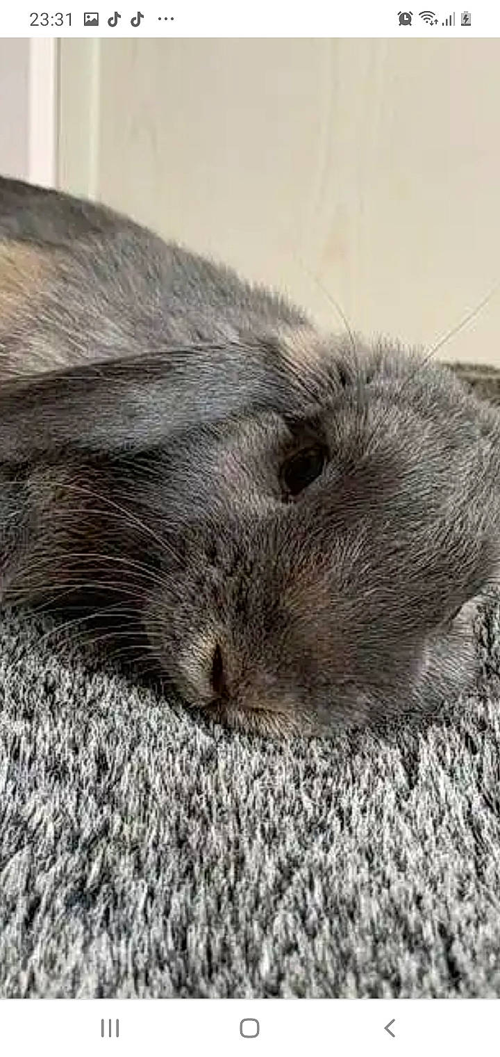 Cocktail a rejoint le concours — aidez-le/la à gagner de superbes lots ! black_and_white, close_up, ear, fur, rodent, snout, whiskers