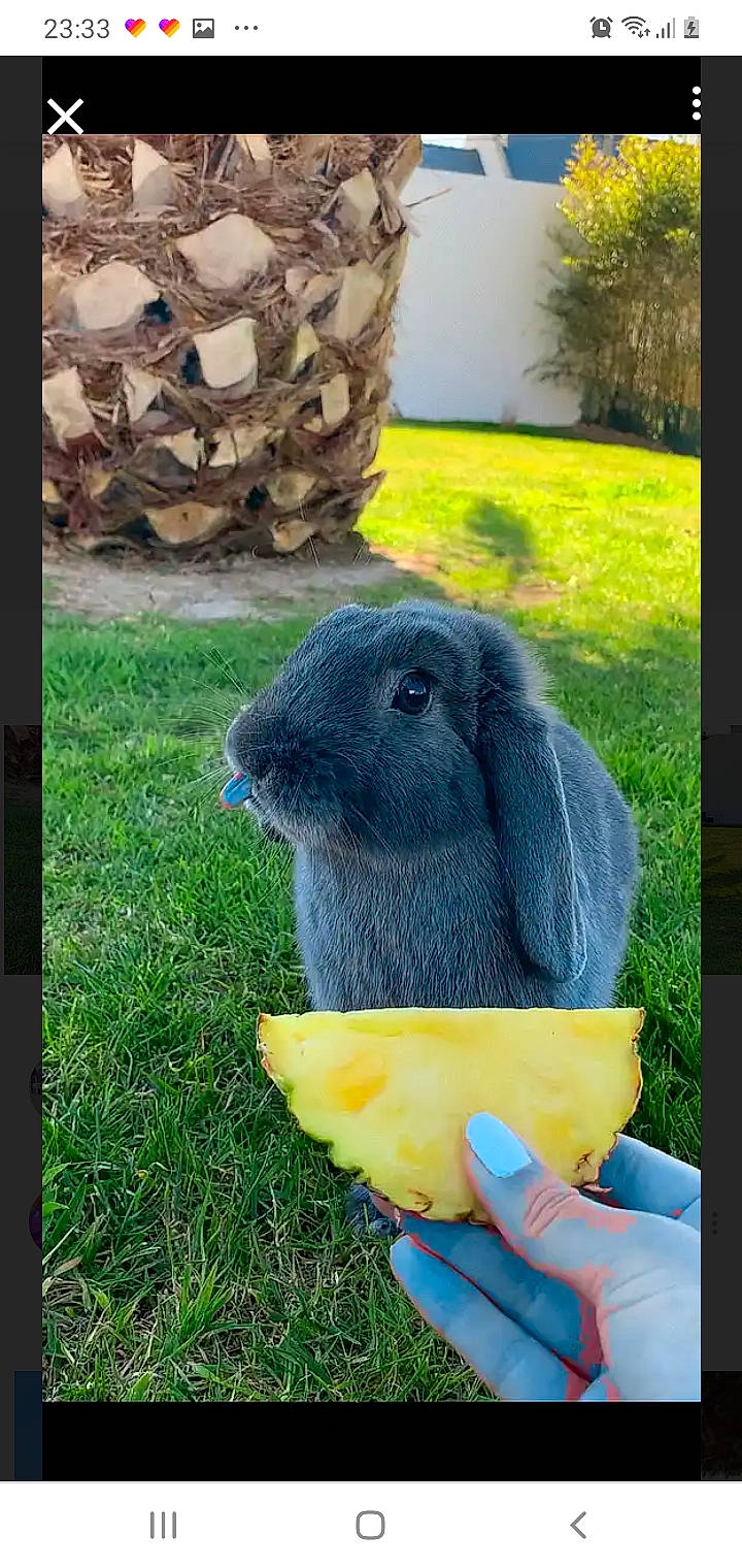 Cocktail participe au concours pour gagner de l'argent avec cette photo : domestic_rabbit, grass, hare, plant, rabbit, rabbits_and_hares, snout