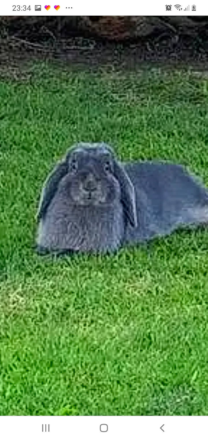 Cocktail a rejoint le concours — aidez-le/la à gagner de superbes lots ! domestic_rabbit, grass, hare, lawn, marmot, plant, rabbit, rabbits_and_hares