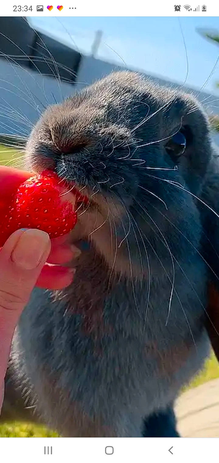 Cocktail a rejoint le concours — aidez-le/la à gagner de superbes lots ! beak, close_up, domestic_rabbit, rabbit, rabbits_and_hares, snout, whiskers