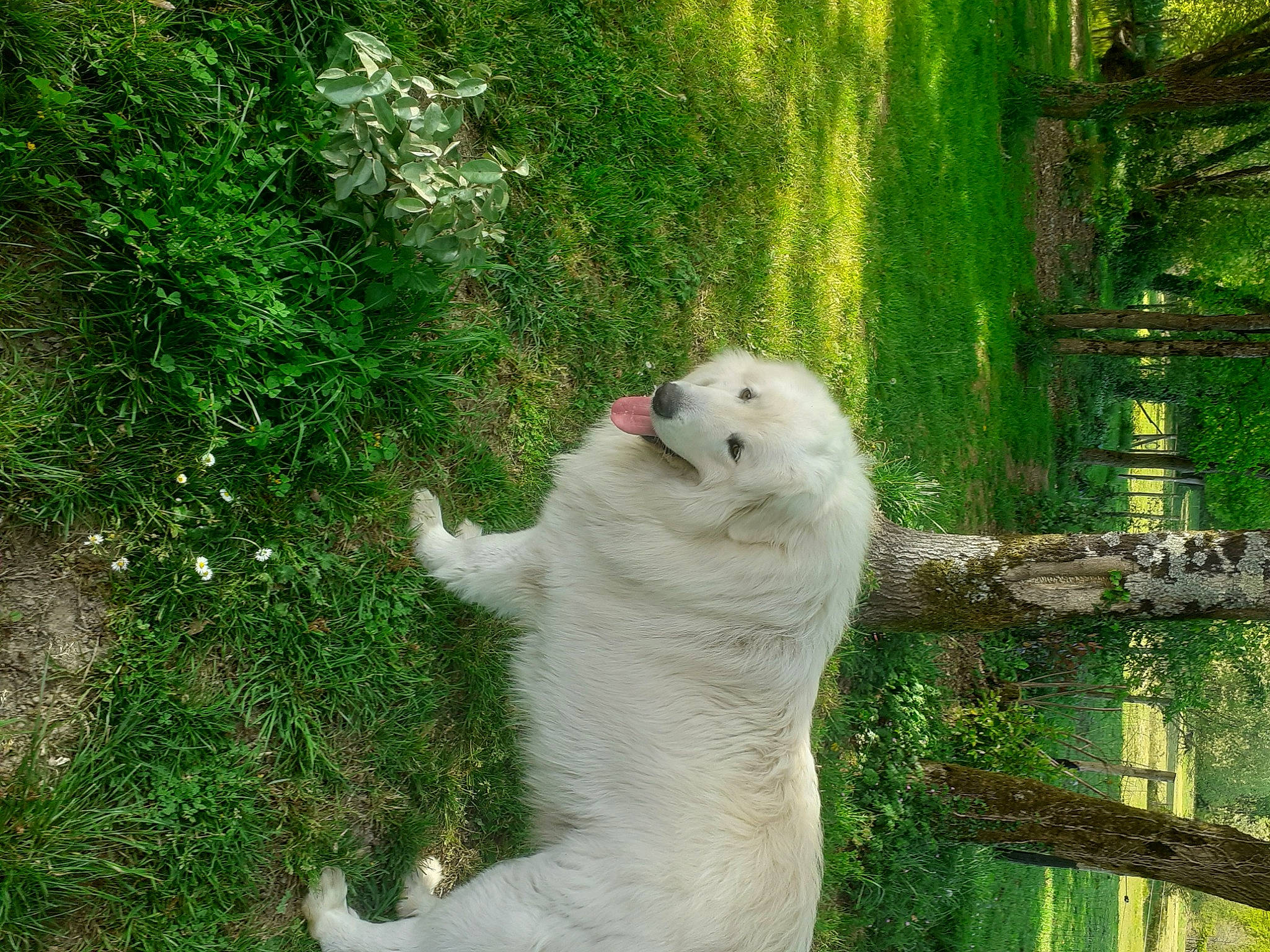 Belle participe au concours pour gagner de l'argent avec cette photo : akbash_dog, berger_blanc_suisse, canidae, carnivore, dog, dog_breed, great_pyrenees, kuvasz, mammal, maremma_sheepdog, polish_tatra_sheepdog, samoyed, slovak_cuvac, vertebrate, white_shepherd