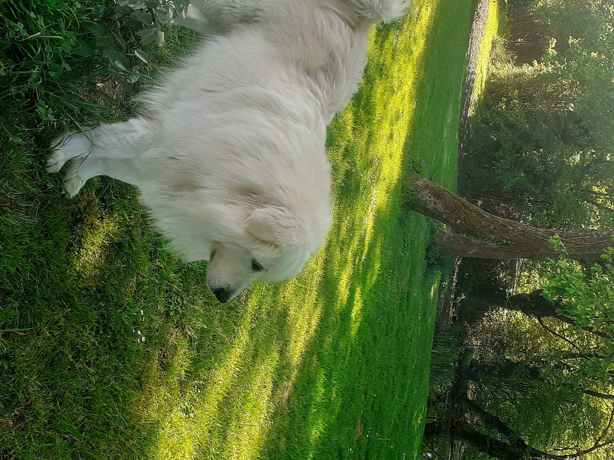 Belle participe au concours pour gagner de l'argent avec cette photo : american_eskimo_dog, canidae, carnivore, dog, grass, japanese_spitz, maremma_sheepdog, plant, samoyed, spitz, tail