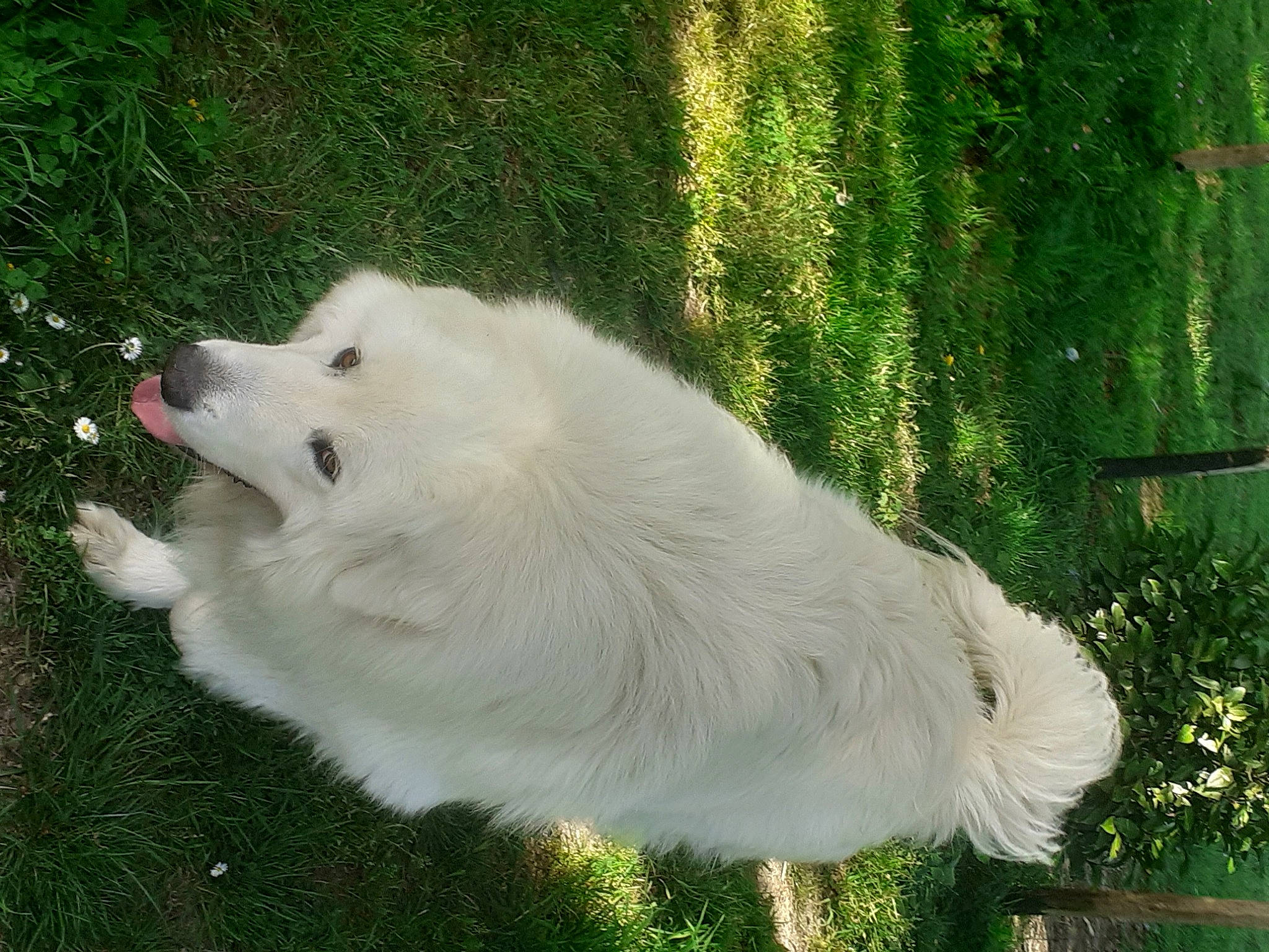 Belle a rejoint le concours — aidez-le/la à gagner de superbes lots ! akbash_dog, american_eskimo_dog, berger_blanc_suisse, canidae, carnivore, companion_dog, dog, dog_breed, great_pyrenees, japanese_spitz, kintamani, kuvasz, mammal, maremma_sheepdog, polish_tatra_sheepdog, samoyed, slovak_cuvac, vertebrate, volpino_italiano, white_shepherd