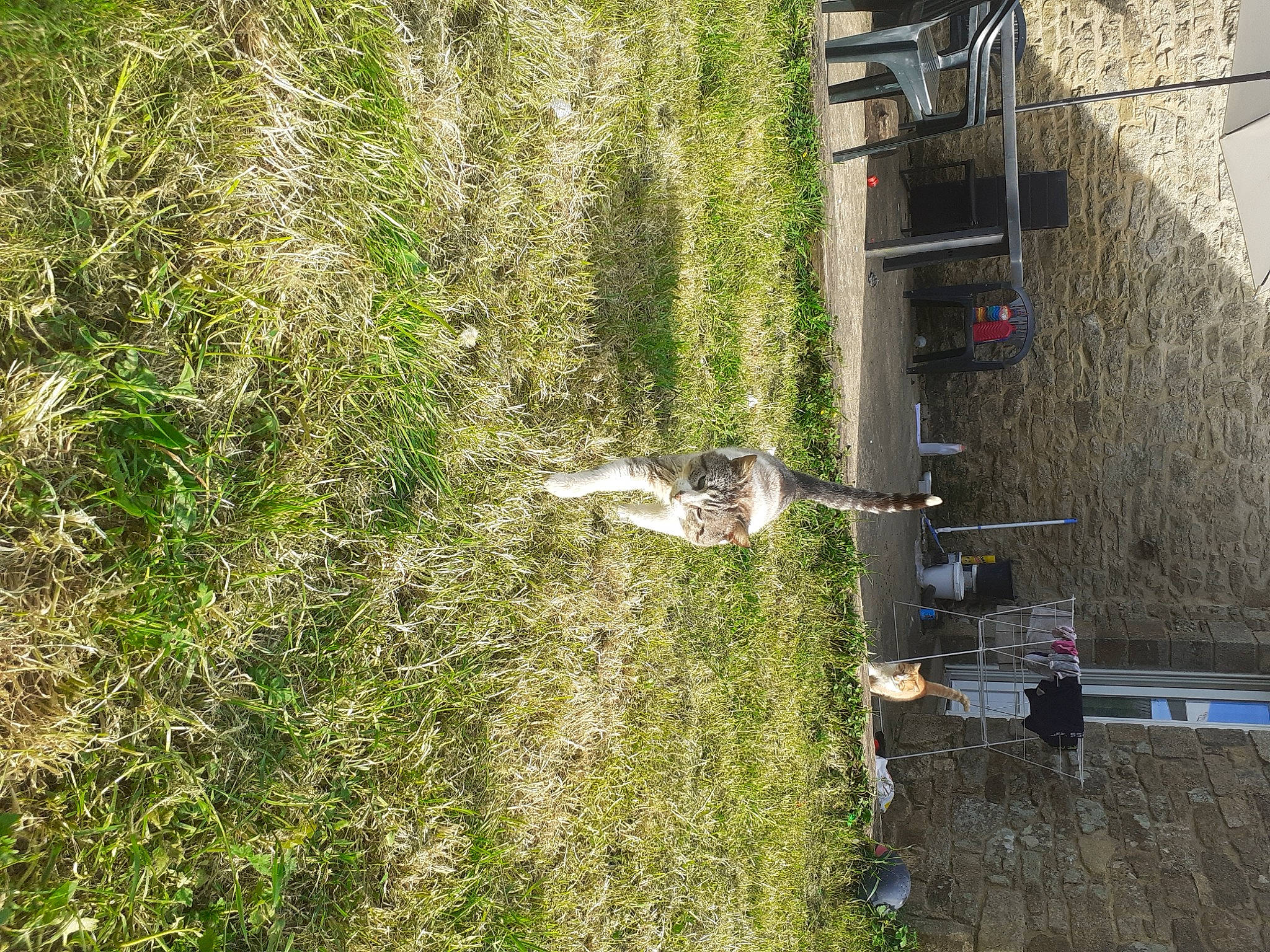 Flocon a rejoint le concours — aidez-le/la à gagner de superbes lots ! grass, grass_family, plant, tree