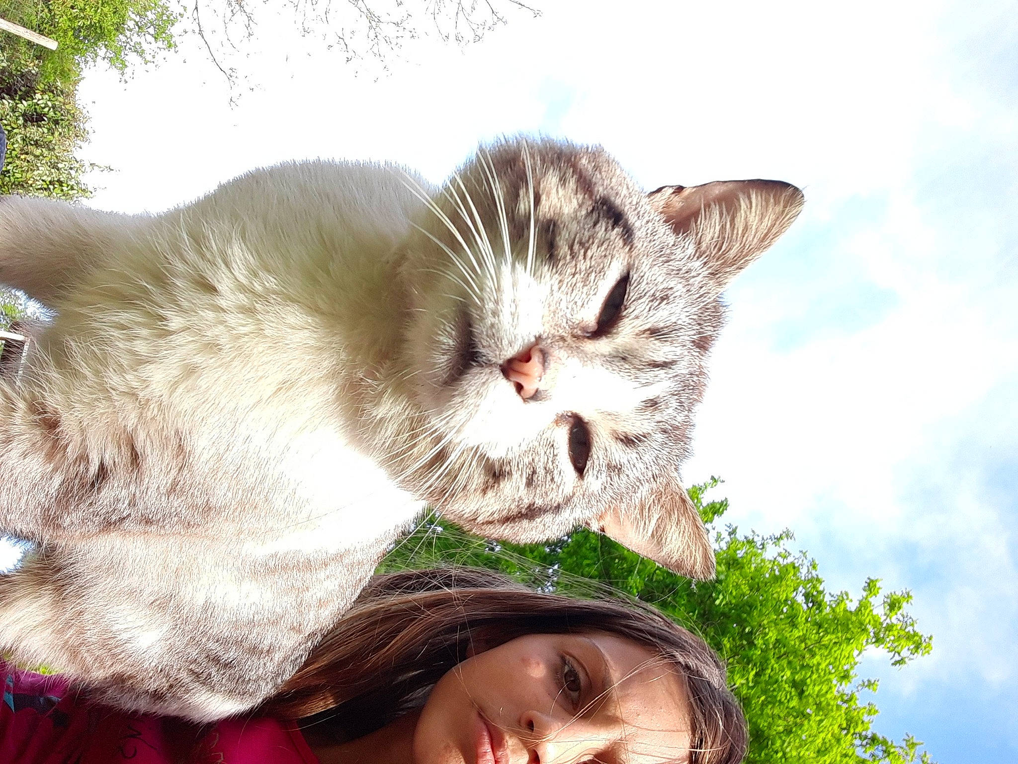 Flocon participe au concours pour gagner de l'argent avec cette photo : carnivore, cat, child, ear, european_shorthair, eye, felidae, fur, grass, happy, head, love, nap, nose, skin, small_to_medium_sized_cats, smile, whiskers