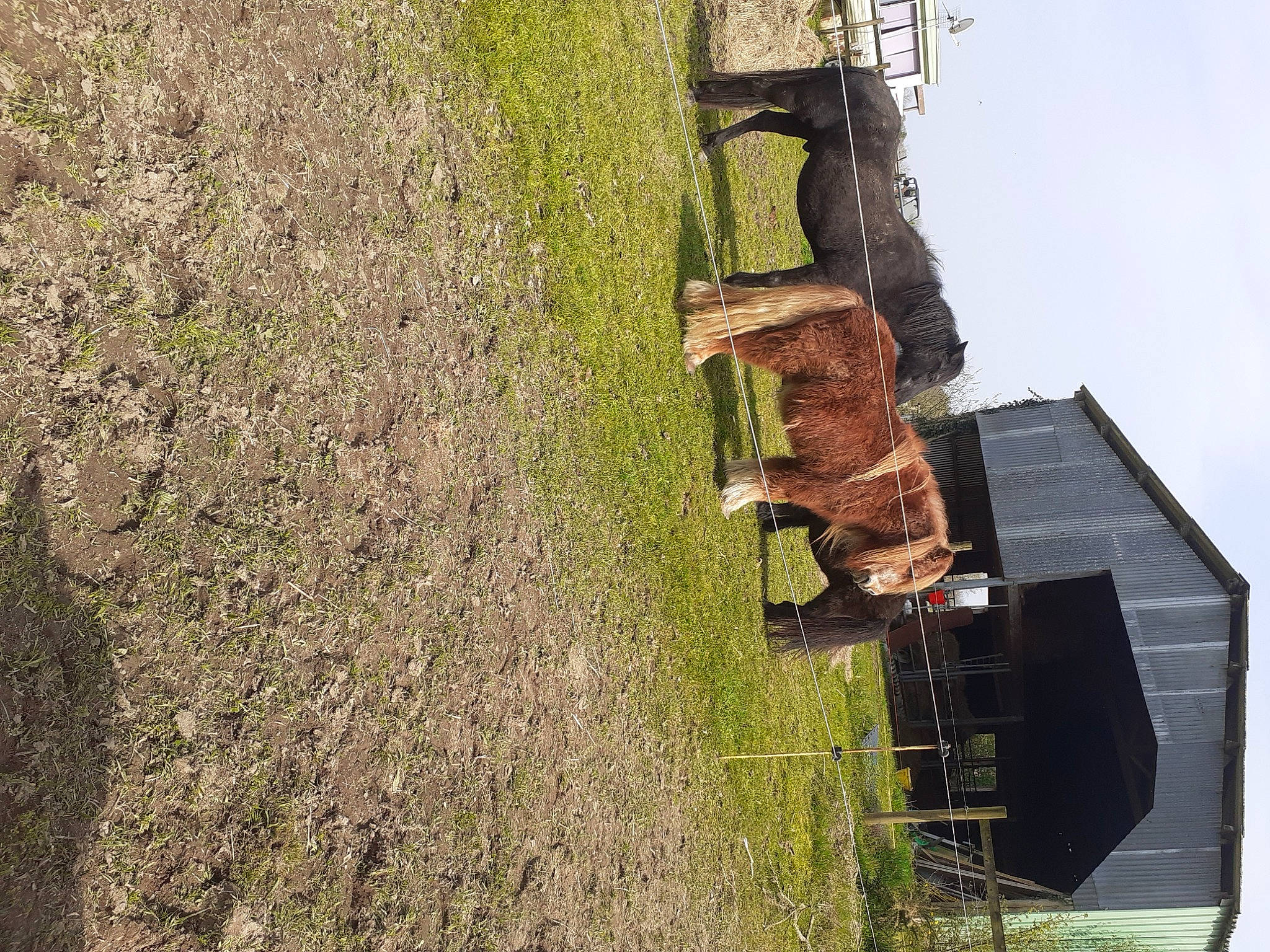 Tonneur a rejoint le concours — aidez-le/la à gagner de superbes lots ! grass, house, plant, rock, tree, wall