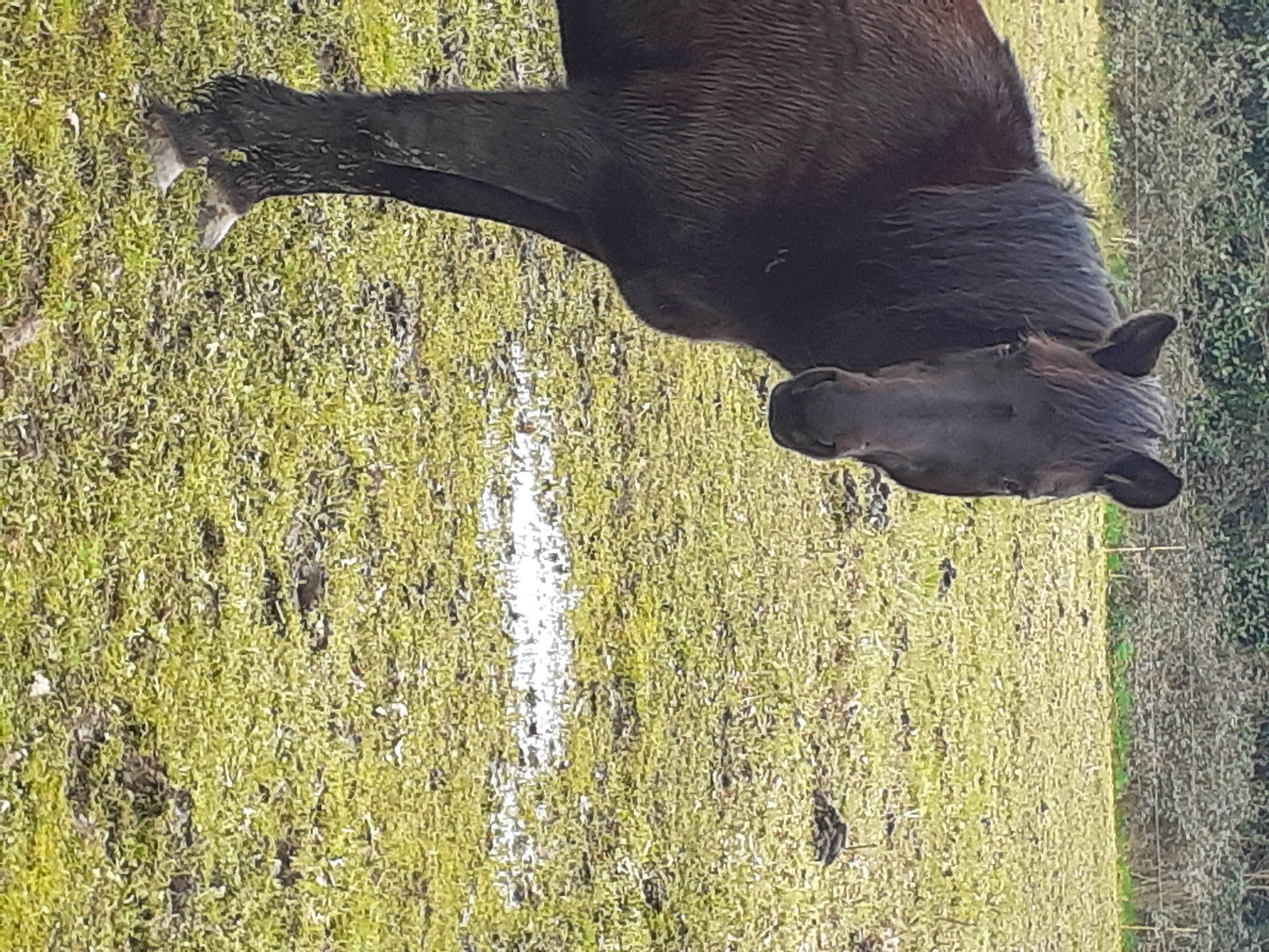 Tonneur a rejoint le concours — aidez-le/la à gagner de superbes lots ! grass, snout, sporting_group, tail