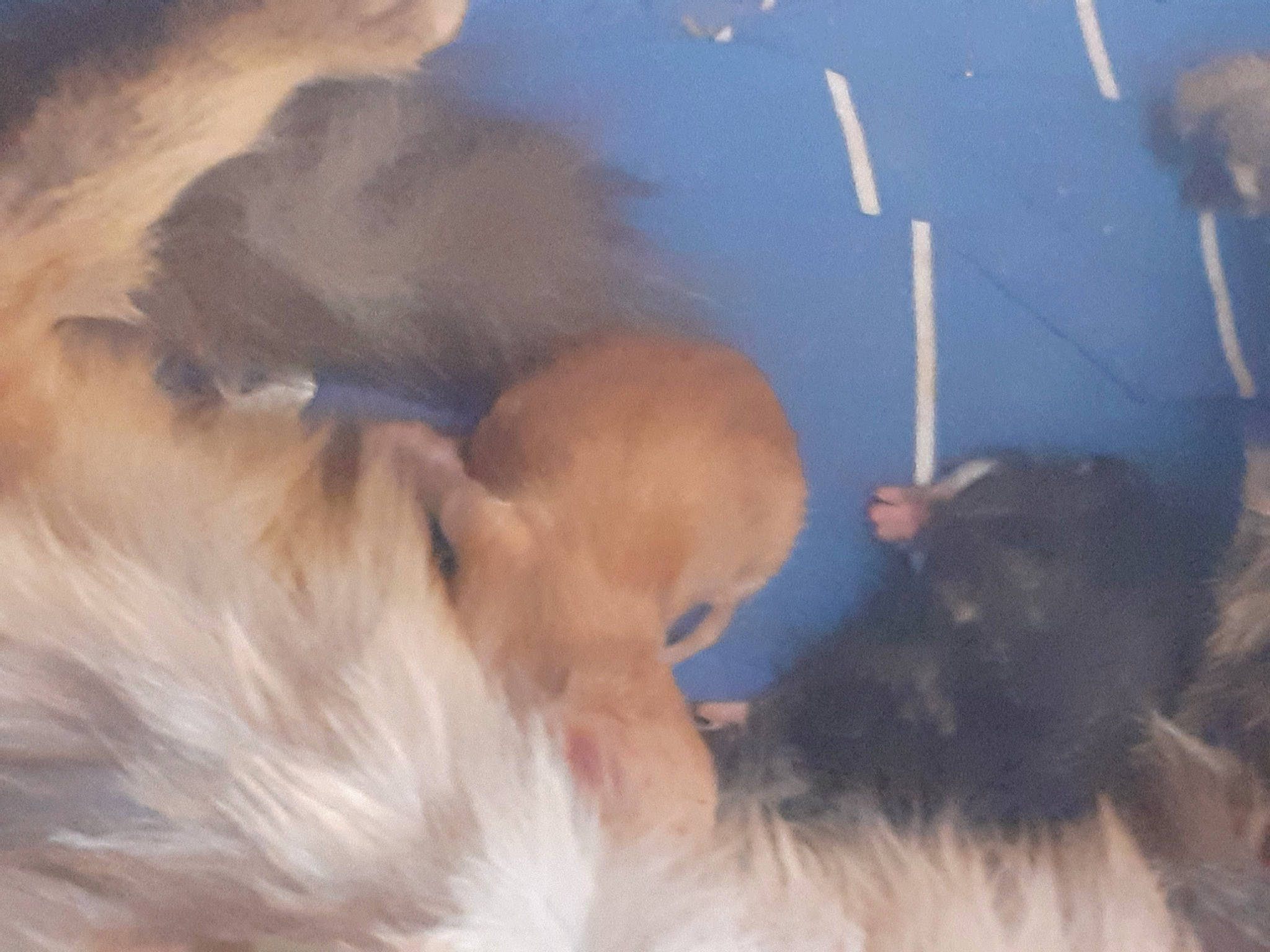 Pumba participe au concours pour gagner de l'argent avec cette photo : canidae, dog, dog_breed, ear, fawn, lhasa_apso, morkie, puppy, schnoodle, shih_tzu, snout, yorkshire_terrier