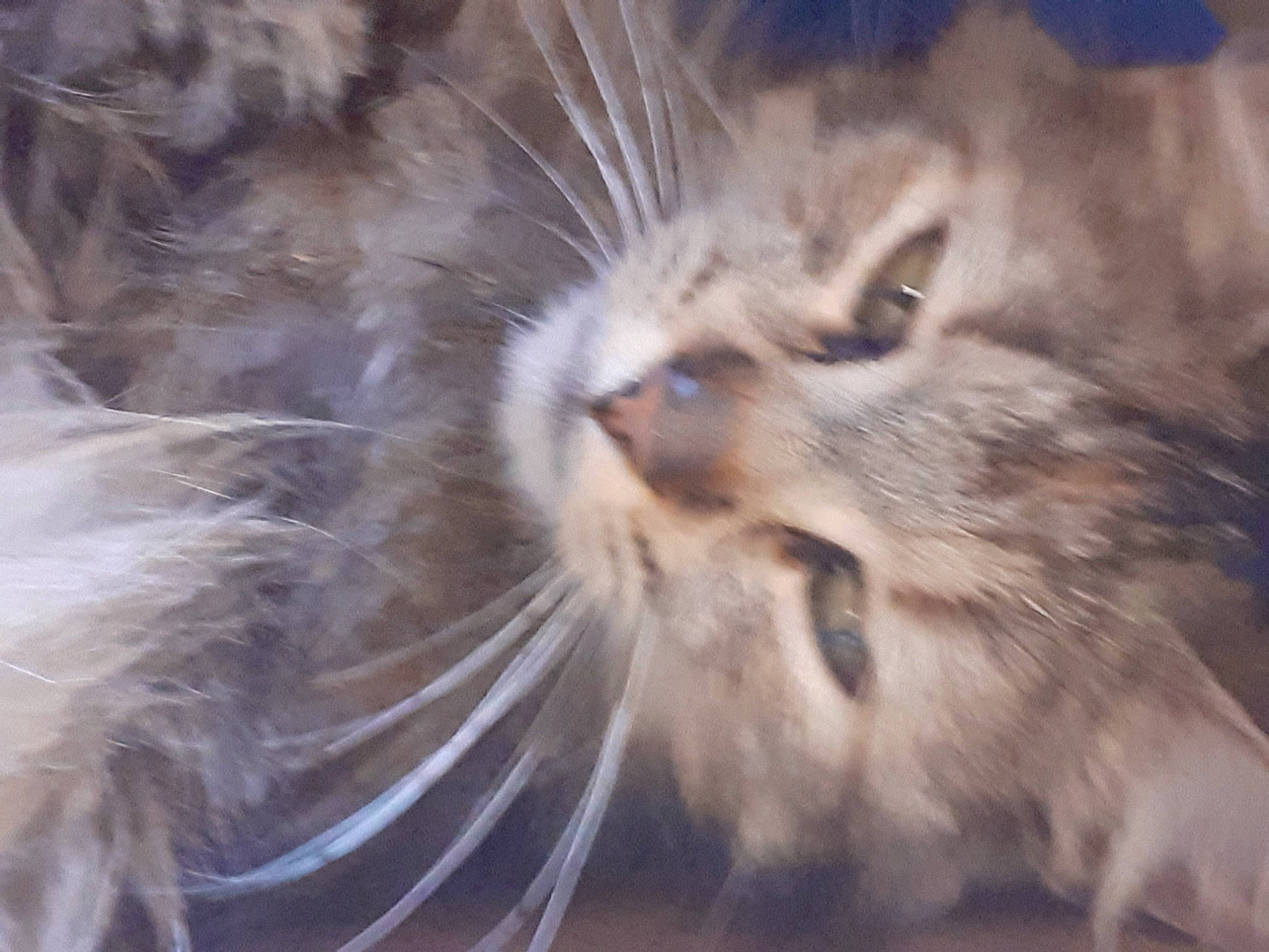 Pumba a rejoint le concours — aidez-le/la à gagner de superbes lots ! american_curl, asian_semi_longhair, carnivore, cat, close_up, domestic_long_haired_cat, felidae, fur, maine_coon, norwegian_forest_cat, nose, pixie_bob, polydactyl_cat, ragamuffin, siberian, small_to_medium_sized_cats, snout, somali, tabby_cat, whiskers