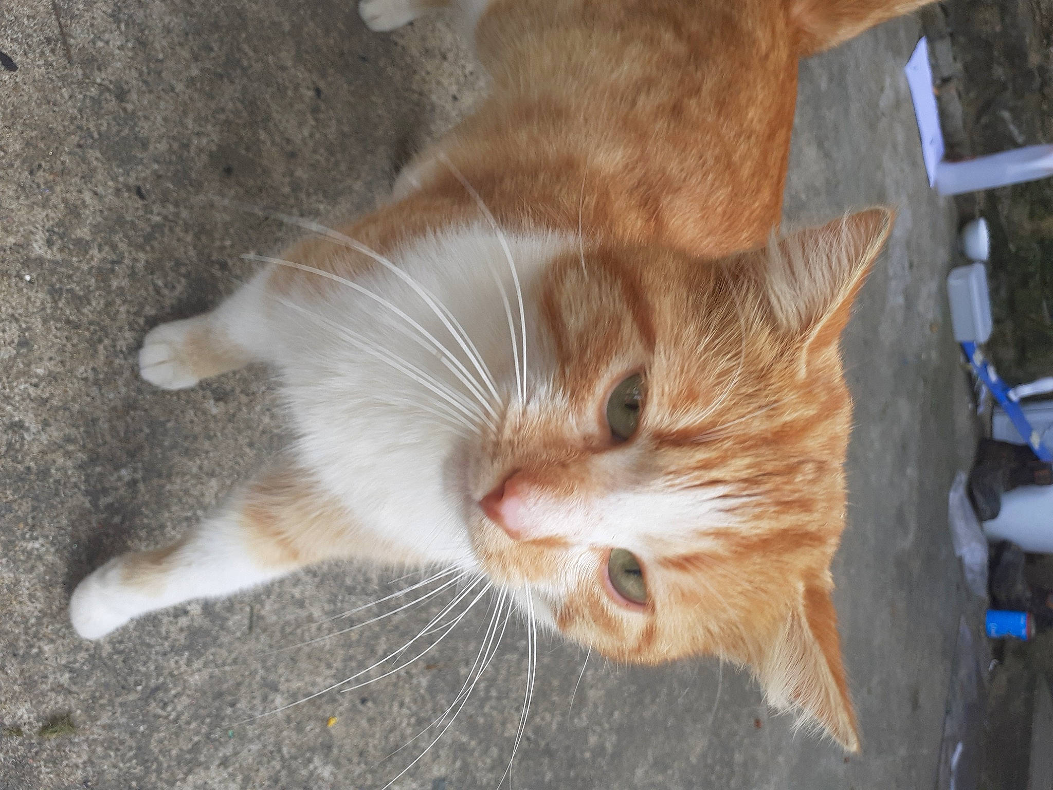 Garfield a rejoint le concours — aidez-le/la à gagner de superbes lots ! aegean_cat, arabian_mau, carnivore, cat, domestic_short_haired_cat, european_shorthair, fawn, felidae, fur, german_rex, mammal, ojos_azules, paw, polydactyl_cat, small_to_medium_sized_cats, snout, tabby_cat, tail, whiskers