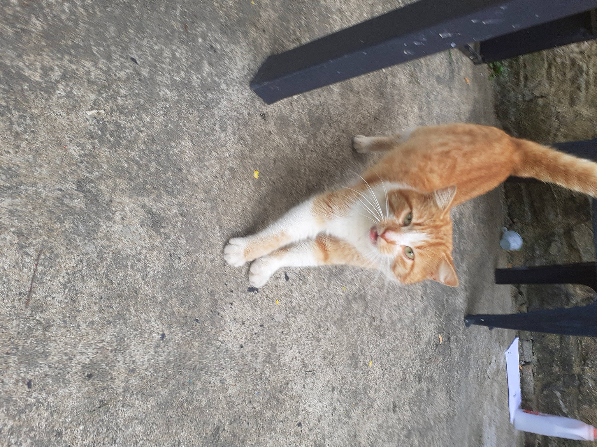 Garfield a rejoint le concours — aidez-le/la à gagner de superbes lots ! carnivore, cat, european_shorthair, fawn, felidae, small_to_medium_sized_cats, tail