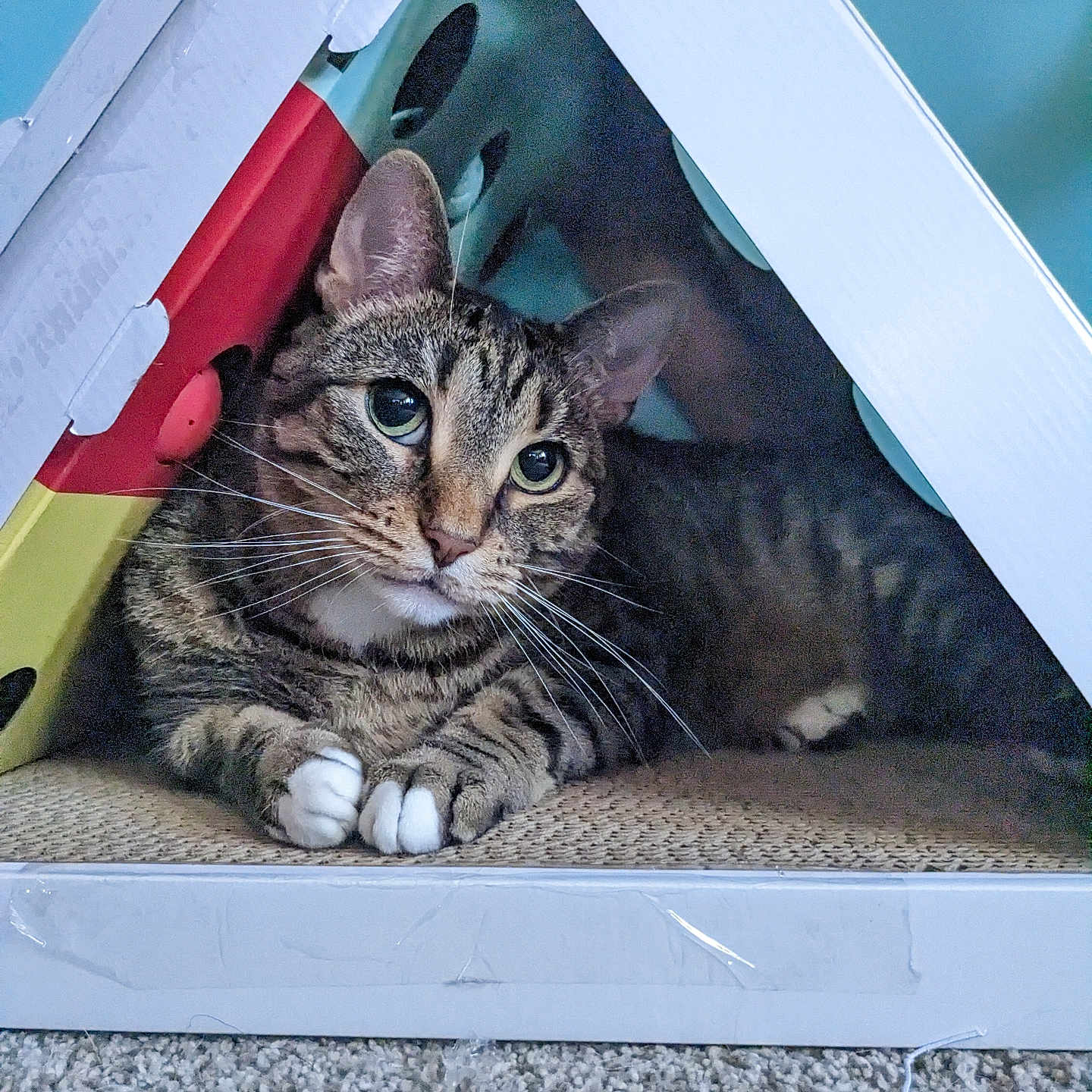 Mittens is registered to the contest to win money with this photo: abyssinian, alloywheel, animal, box, car, cardboard, carwheel, cat, den, indoors, kitten, machine, manx, pet, spoke, tire, transportation, triangle, vehicle, wheel