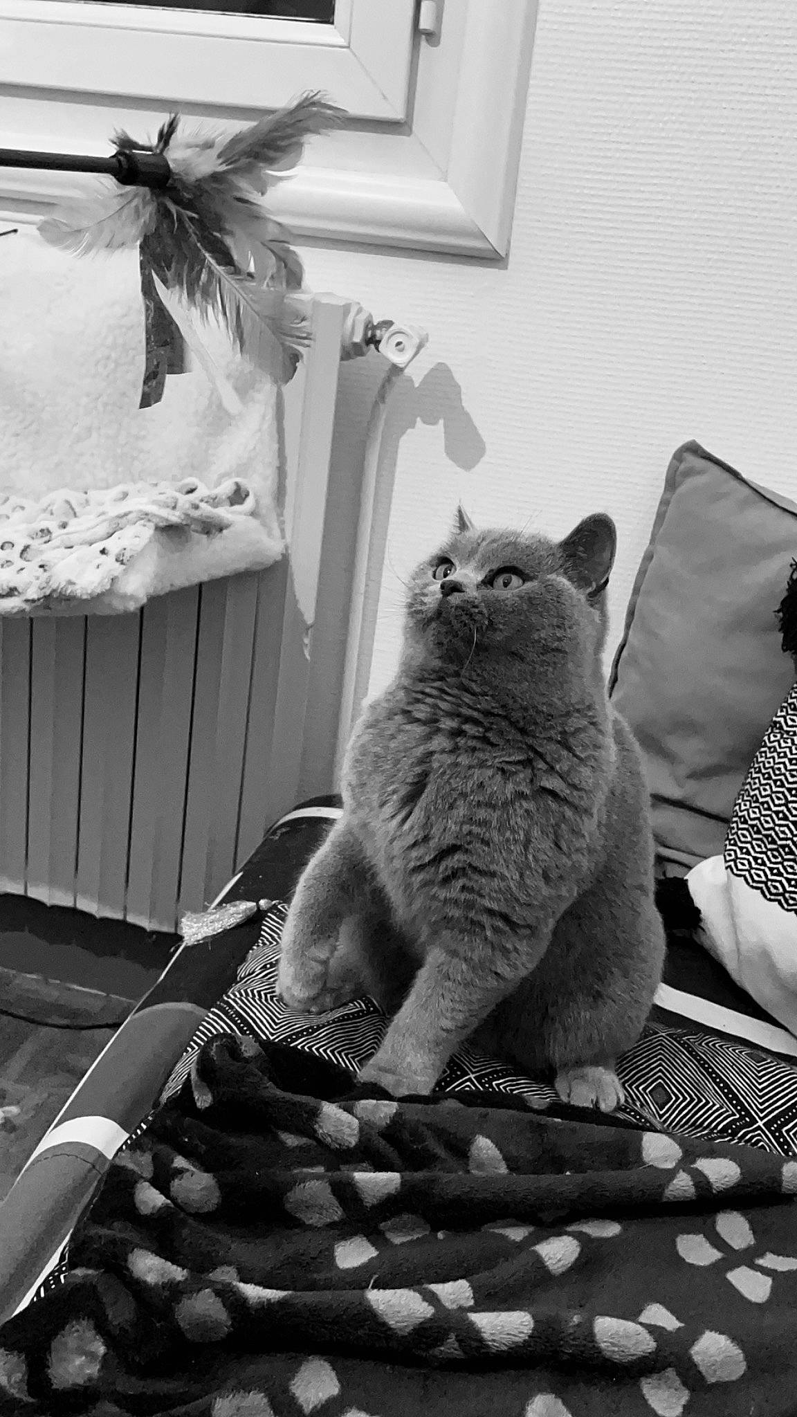 Yuki participe au concours pour gagner de l'argent avec cette photo : black, black_and_white, carnivore, cat, comfort, companion_dog, felidae, fur, grey, monochrome, monochrome_photography, small_to_medium_sized_cats, snapshot, snout, style, terrestrial_animal, toy, whiskers, white, window