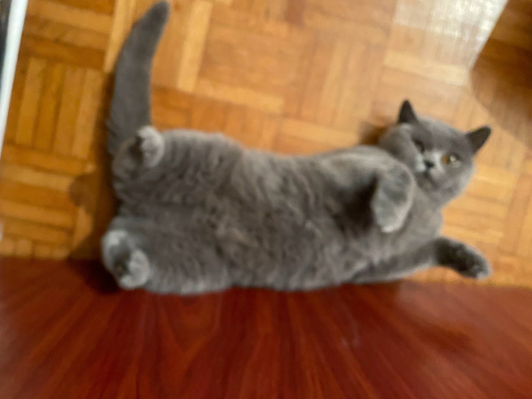 Yuki participe au concours pour gagner de l'argent avec cette photo : carnivore, cat, comfort, domestic_short_haired_cat, fawn, felidae, flooring, fur, grey, hardwood, laminate_flooring, paw, russian_blue, small_to_medium_sized_cats, snout, tail, whiskers, wood, wood_flooring, wood_stain