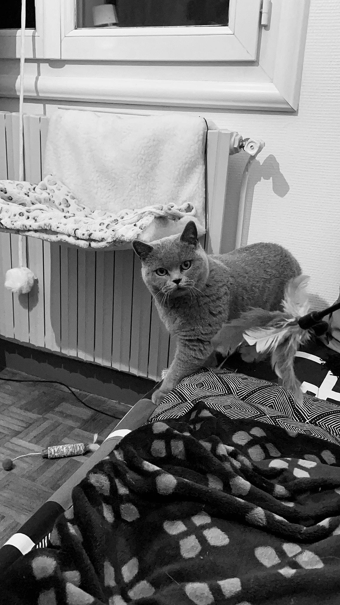 Yuki participe au concours pour gagner de l'argent avec cette photo : black, black_and_white, carnivore, cat, comfort, domestic_short_haired_cat, felidae, fur, grey, monochrome, monochrome_photography, photograph, room, small_to_medium_sized_cats, snapshot, style, tail, whiskers, white, wood