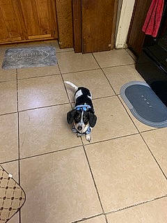 Domino is registered to the contest to win money with this photo: canidae, carnivore, companion_dog, dog, dog_breed, door, floor, flooring, fur, hardwood, laminate_flooring, paw, room, small_to_medium_sized_cats, tail, tile, wood, wood_flooring, wood_stain, working_animal