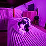 Maya a rejoint le concours — aidez-le/la à gagner de superbes lots ! cat, black_and_white, lounging, striped_surface, purple_light, indoor, home_decor, furniture, relaxed, sleepy, pet, cozy, wooden_floor, stool, cabinet, lamp, plant, cushion, quiet, domestic