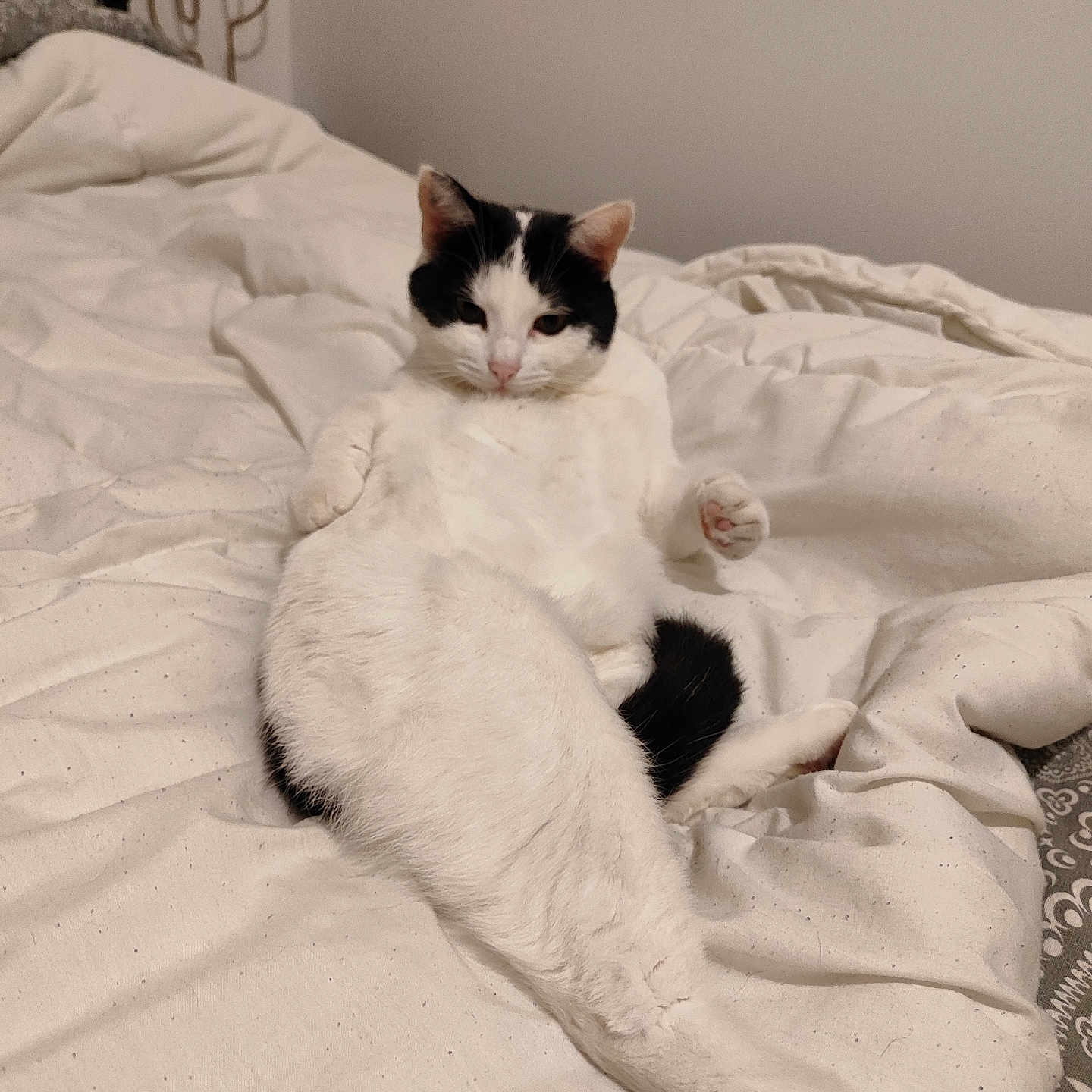 Maya a rejoint le concours — aidez-le/la à gagner de superbes lots ! animal, bed, black, black_and_white, blanket, cat, cozy, cute, domestic, feline, fur, indoor, long_leg, pet, relaxed, resting, sleepy, stretching, whiskers, white