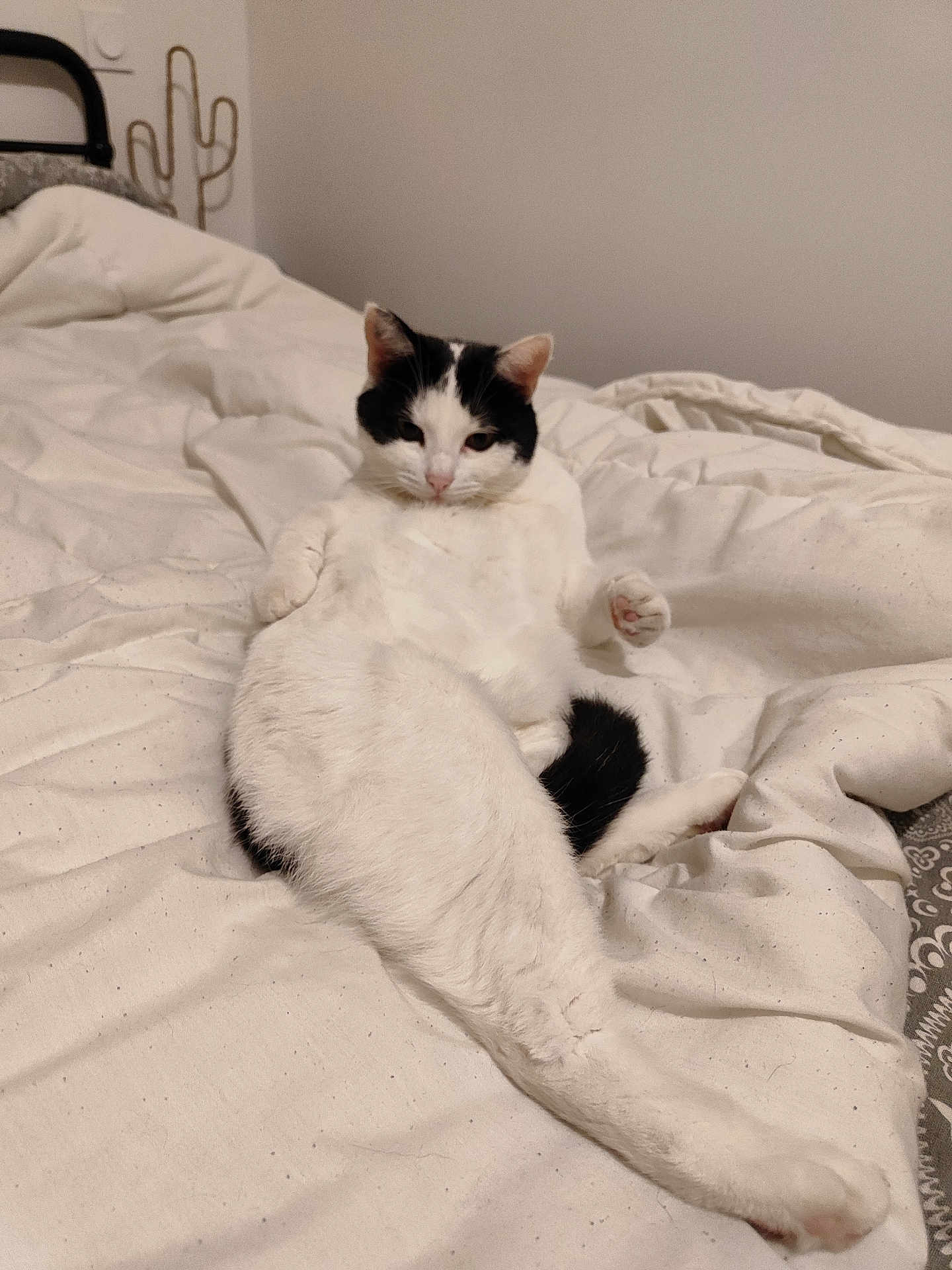 Maya