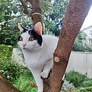 Maya participe au concours pour gagner de l'argent avec cette photo : cat, animal, tree, branch, outdoor, pet, nature, fur, whiskers, ears, eyes, greenery, garden, wildlife, mammal, climbing, closeup, focus, daylight, curious