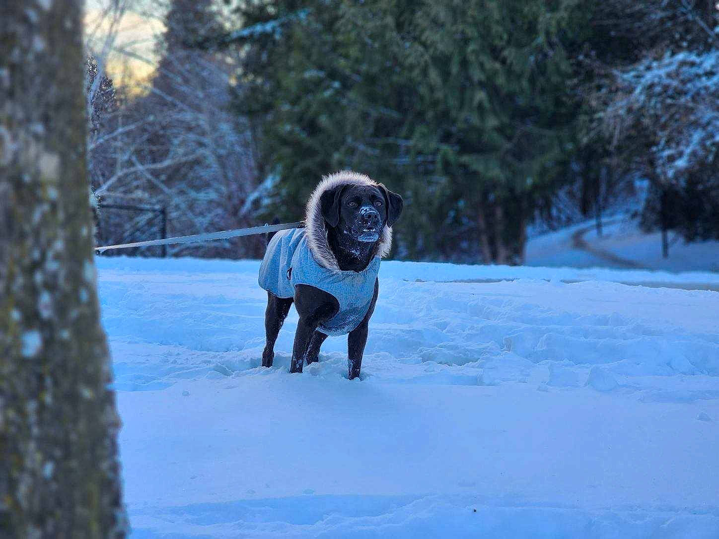 Stone joined the competition — help win amazing prizes! canidae, carnivore, companion_dog, dog, dog_breed, dog_clothes, dog_supply, electric_blue, fawn, forest, freezing, fur, plant, playing_in_the_snow, recreation, snout, snow, sporting_group, tree, winter