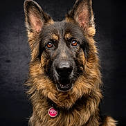 Sabine is registered to the contest to win money with this photo: german_shepherd, dog, portrait, animal, pet, fur, ears, eyes, nose, mouth, tag, collar, cute, studio, photography, brown, black, fluffy, close_up, adorable