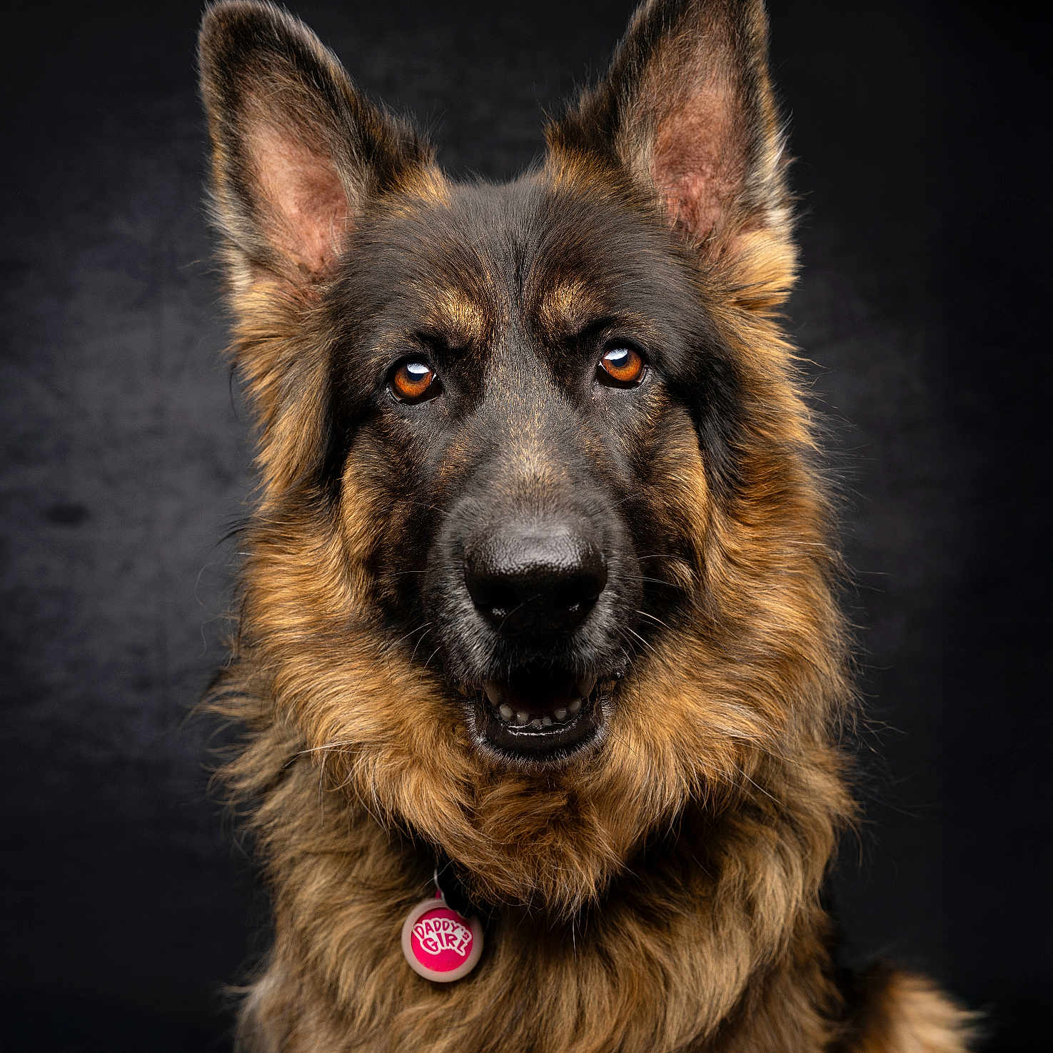 Sabine is registered to the contest to win money with this photo: adorable, animal, black, brown, close_up, collar, cute, dog, ears, eyes, fluffy, fur, german_shepherd, mouth, nose, pet, photography, portrait, studio, tag