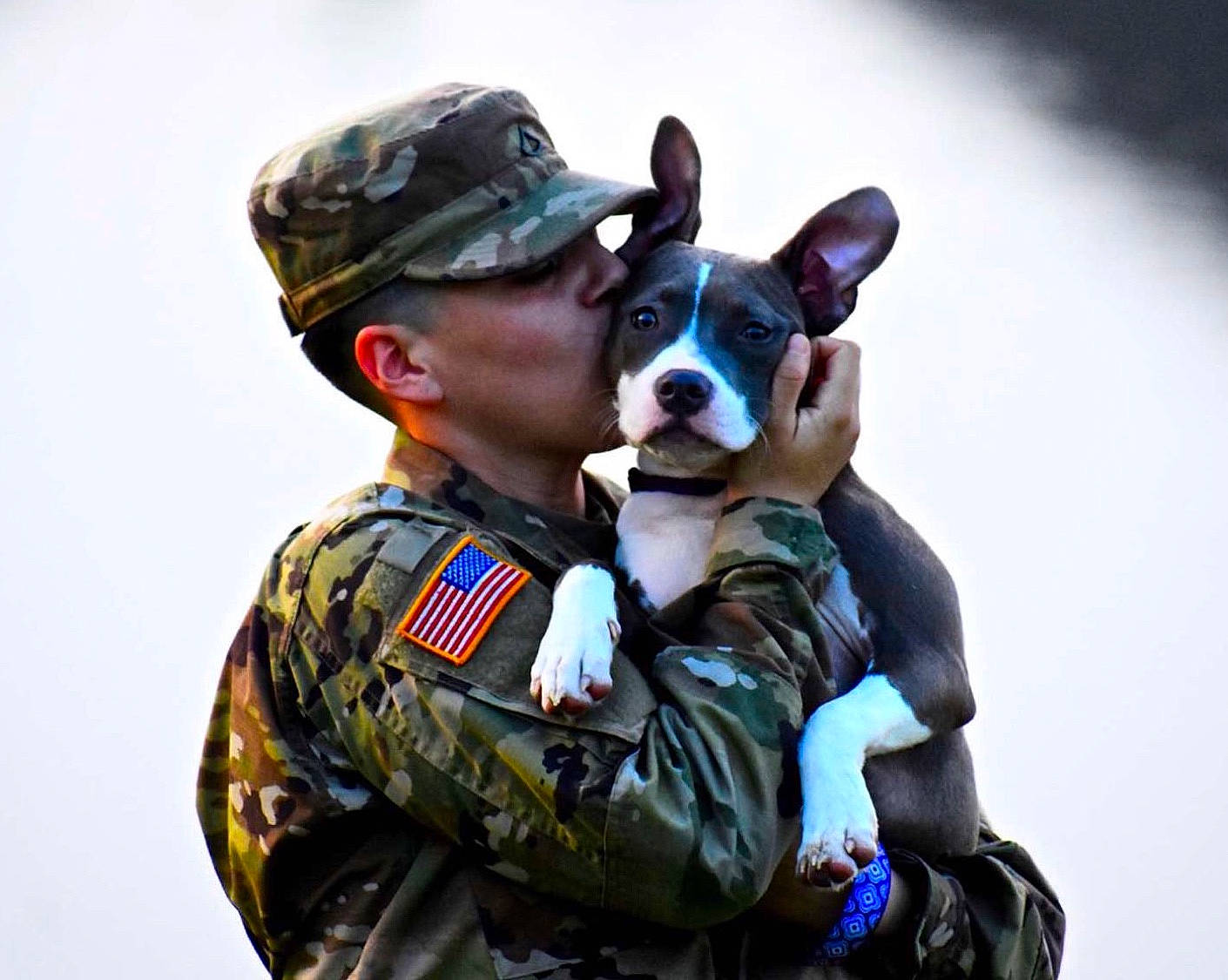 Athena joined the competition — help win amazing prizes! boston_terrier, canidae, carnivore, companion_dog, dog, dog_breed, military, non_sporting_group