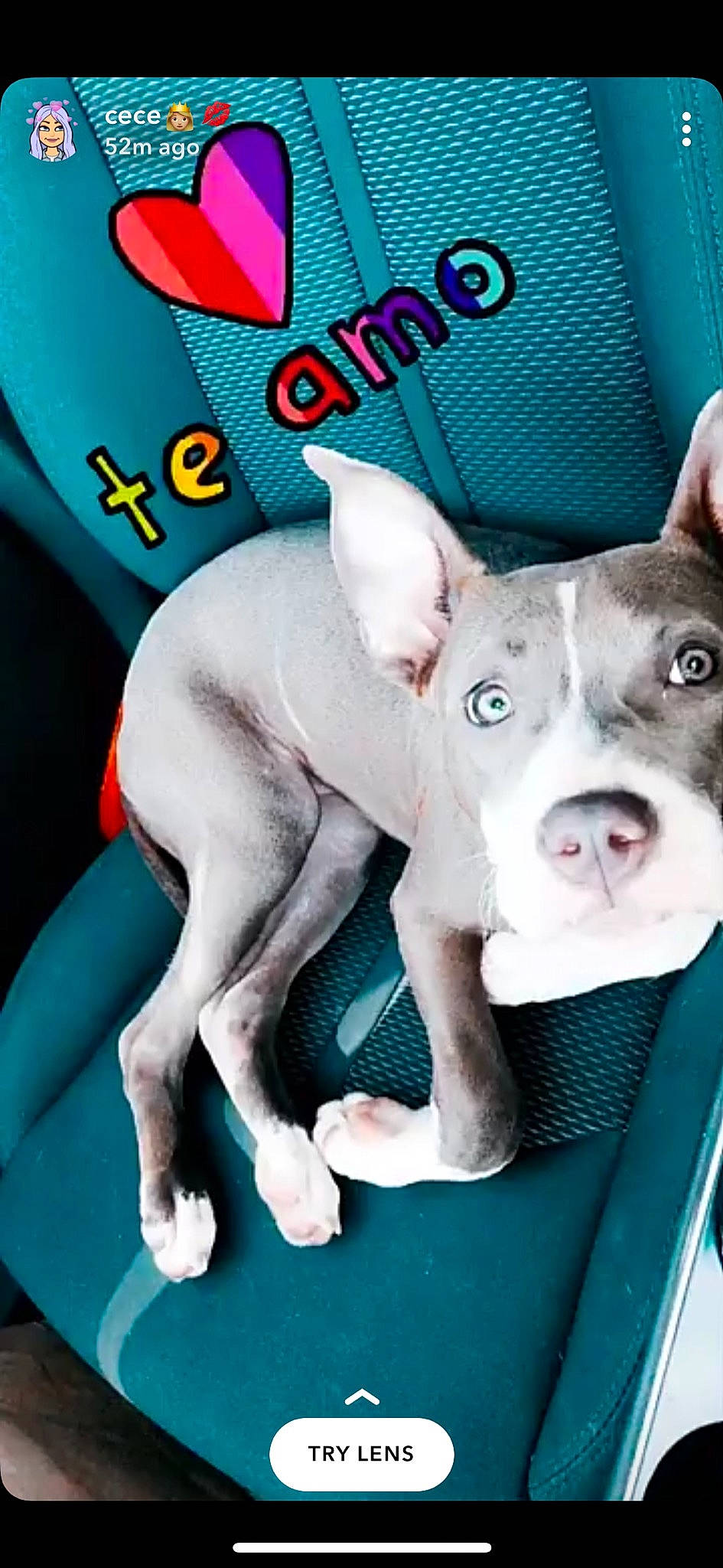 Athena joined the competition — help win amazing prizes! american_pit_bull_terrier, american_staffordshire_terrier, boston_terrier, bull_and_terrier, canidae, carnivore, companion_dog, dog, dog_breed, mammal, non_sporting_group, photo_caption, pit_bull, puppy, rare_breed_dog, snout, thai_ridgeback
