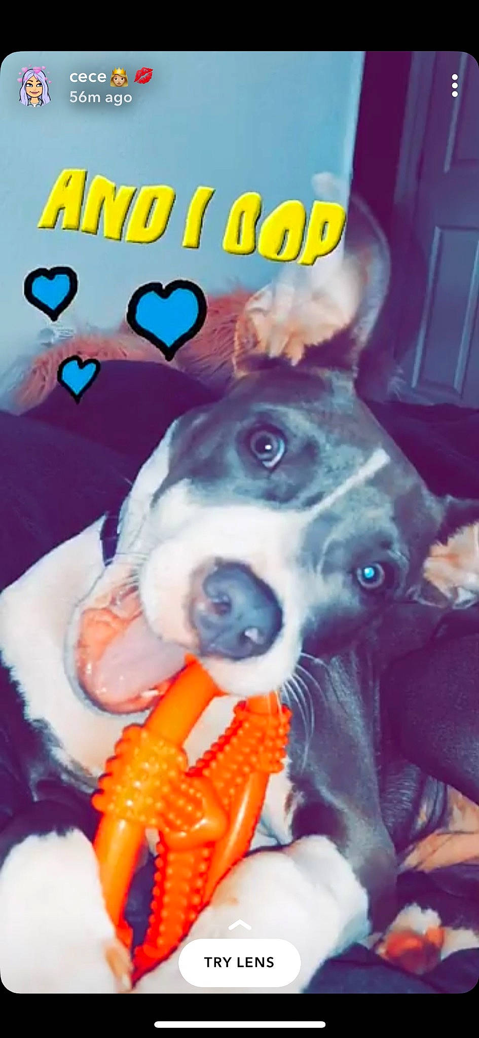 Athena joined the competition — help win amazing prizes! canidae, carnivore, dog, dog_breed, paw, photo_caption, puppy, puppy_love, rat_terrier