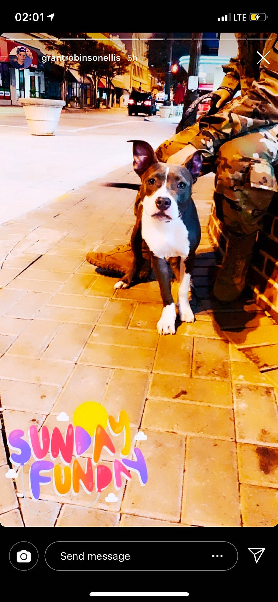 Athena joined the competition — help win amazing prizes! canidae, cardigan_welsh_corgi, carnivore, companion_dog, dog, dog_breed, fawn, mammal, pembroke_welsh_corgi, snout, welsh_corgi